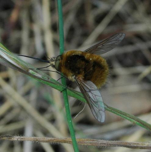 Bombylius sp.